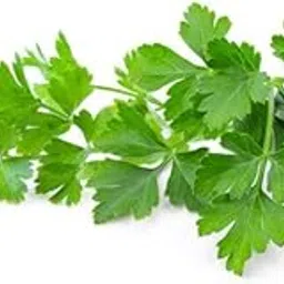 Parsley_Vegetable_Pack of 30 seeds-picture-34