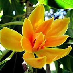 Creative Farmer Tree Seeds Michelia Champaca Best Seeds For Garden Plants Seeds Kitchen Garden Seeds Pack-picture-25