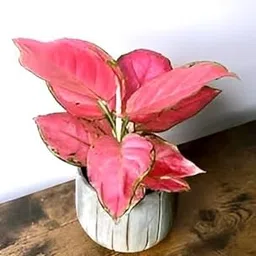 Rishika Plant House-Rare Beautiful "Pink Aglaonema" valentine Plant Importad Healthy Live Plant Best for Home Garden, Office,Living Room With grow bag (Pack Of 1)-picture-13