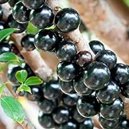 Plants Point Rare Dwarf Brazilian Grape Plant" JABUTICABA" One live Jaboticaba Fruit Plant-image-3