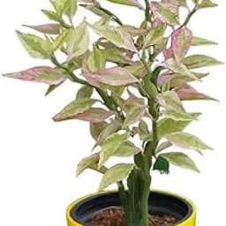 Mphmi Seedless Plant Indoor Plants Tricolour Pedilanthus Tithymaloides | Variegated Pink �Devil�s Backbone-picture-13