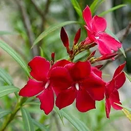 Rare Beautifull" ARALI" Nerium Oleander Flower Plant- 1 Healthy Live Plant image 1