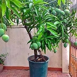 Creative Farmer Exotic Pot/Drum Suitable Mango - All Time Plant Thailand Baramasi (Grafted) Healthy-picture-12