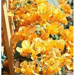 Dwarf Bougainvillea Flower Plant Suitable for Container Gardening-picture-31