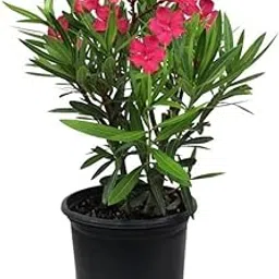 WingDong Beautiful Garden Plant Live" Kaner/Nerium Oleander Red Flower Plant" (1 Plant)-image-46