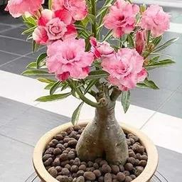 Live Grafted Desert Rose Grafted Bonsai Adenium Flower Indoor Plant MultiColour Mixed Variety Mature for Flowering with Free Plastic Pot Pack of 1-image-78