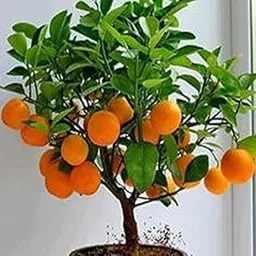 Cloud Farm Nagpur Mandarin Orange All Time Variety Grafted Fruit Live Plants CF09-picture-22