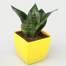 HITANSHI WORLD Sansevieria Snake Plant with 3 inch plastic Pot/Air purifier plant/Indoor Plant/Live Snake Plant/Home decoration plant-picture-14