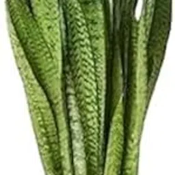 Snake Plant, Indoor Air Purifying House Plant, 50 cm Height, Green 2Pic-picture-19