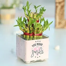 FlowerAura Decorative Air Purifying Lucky Bamboo Live Indoor Plant In Square Glass Vase Pot For Living Room, Table Decor, Balcony, Bedroom, Office/Home Decoration-image-88