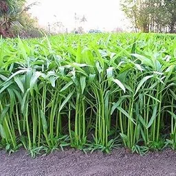 Water spinach seeds for home garden || Home garden water spinach || 400 Seeds image 1