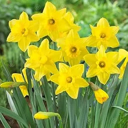 Plantogallery Daffodil Flower Bulbs (Tamara 1pc)-picture-23