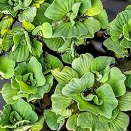THE GREEN VIEW GARDENS Rare stratiotes (Water Cabbage/Water Lettuce) Subtropical Freshwater Aquatic Plant Pack Off 5__ (A053)-picture-42
