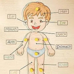 Khilonewale Wooden Parts of Body Tray with Knob Puzzle Toy for Children, Educational Board and Learning Toy for Kids - Multi Color image 1