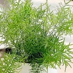Indoor plants for living room,Live Golden Bottle Brush Plant Pack of 1 Live plant-picture-24