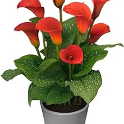 Plantogallery Calla Lily Red Bulbs - Pack Of 1 Bulbs-picture-22