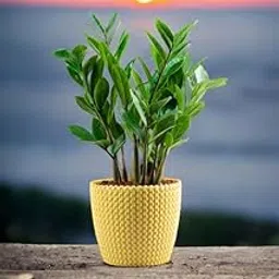 ZZ plant indoor live plant with pot,Zamia Air Purifer Plant | Indoor Plants For Living Room | Pack of 1 Live plant With pot-image-16