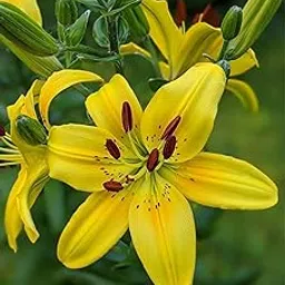 Radha Krishna Agriculture® Holland Imported Yellow Color Asiatic Lily Flower Bulbs For Your Garden (Pack Of 1 Bulbs)-picture-30