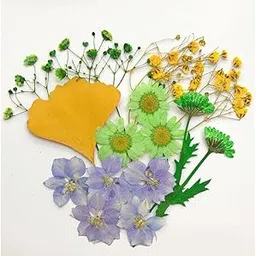 Enakshi 13/14/15Pcs Pressed Leaves Natural Dried Flowers Scrapbooking Card Making A-picture-12
