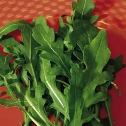 Indica Super Agri Green Rocket Arugula Cultivated Leaves (40 Seeds X2 Packet Combo)-image-11