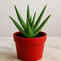 PlantVeda Aloe Vera Plant with Pot | Live Medicinal Indoor & Outdoor Plant-picture-28
