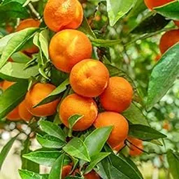 Original Nagpuri Orange Grafted Plant Live, All Time Fruit Plant-image-40
