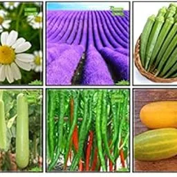 Creative Farmer Garden Seeds Combo Herb Seeds & Vegetable Seeds : Ashgourd, Bittergourd Priyanka - White Large Spindle Fruits , Chilly, Cucumber Sambar, German Chamomille, Lavender Fruit Seeds For Home Garden-picture-37