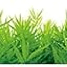 MSA Green Grass Wall Decal Corner Sticker | for Home/Office/Bedroom/Kids Room/Living Room Wall Decor Accessories | Beautiful Waterproof Self Adhesive Wall Poster (Pack of 1,Multicolor)(132cmx26cm)-picture-36