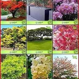 Creative Farmer Air Purifying Combo Tree Seeds : Gulmohar, Orange Jessamine, Queen Crape Myrtle, Peltophorum, French Tamarind, Prunus Puddum, Duranta Varigata, Cassia Javanica, Cassia Javanica For Gardening-picture-30