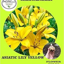 Asiatic Lily/Lillium Yellow Flower Bulbs Multi-Qty Packs For Home Gardening(Pack of 17+3 Free Bulb) Special for Cut Flowers-picture-25