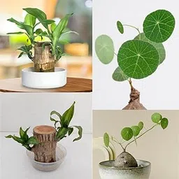 Stephania Erecta And Lucky Brazilian Wood Live Indoor Plant Combo | Live Brazilian wood plant || lucky brazil wood | Air Purifying Indoor Plant Live Bulb (Big Size, Pack Of 2)-image-1