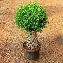 Mphmi Plant NCR Live Ficus Bonsai Round Braided Arrangement - Plant-image-69