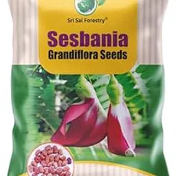 SRI SAI FORESTRY Sesbania Tree Seeds (Pack of 100) Agathi/Gaach Munga/August Tree/Humming Bird Tree Seed for Cultivation-picture-20