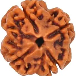 cuonna gems gallery Attractive 4Mukhi 4 Face Rudraksha Pendant Very Rare Bead Nepal Origin Pure Four Mukhi Rudraksha Original Certified For Men & Women चार मुखी रुद्राक्ष Natural Chaar Mukhi Rudraksh Chaturmukhi Ruthrajam 4 मुखी रुद्राक्ष-picture-40