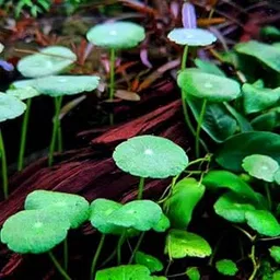 Live Aquatic Water pennywort plant for home decoration-image-1
