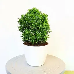 Pack of 1 Table Kamini Bonsai Plant Live A Table Display of Home Beauty" Oxygen Live Plant For Indoor Home Dacoration With 3 Inch Nursery Pot-picture-13