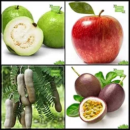 Creative Farmer All Purpose Combo Fruit : Guava, Apple, Sweet Tamarind, Passion Fruit - Violet Fruit For Gardening-image-40