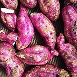 Aadi16's Sun-Dried Sweet Potato Chips, Dehydrated Shakarkand (Ipomoea batatas) Root Vegetables for Nutritious and Immunity, without any preservatives, Pack 150gm, (Obtain from 3kg fresh Sweetpotato),-image-70