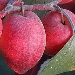 Red Kashmiri apple Ber Plant Healthy Grafted Live Plant_Pack of 1 AR-picture-18