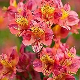 Oakwood Farms � Imported Peruvian lily Light Orange Color Flower Bulbs For Your Garden (Pack Of 10 Bulbs)-picture-33