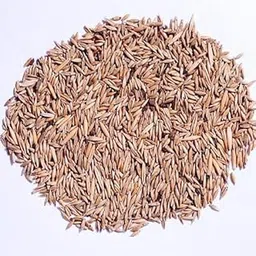 Mota Baas Bamboo Seed-120-picture-11