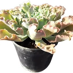 Pushp decor Crinoline Ruffles Live Succulent Plant | Decorative Bareroot Plant for Home, Office & Garden | Low-Maintenance Indoor & Outdoor Succulent-picture-28