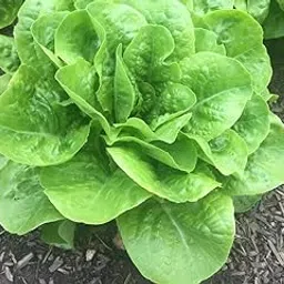 Mphmi Plants Buttercrunch Butterhead Lettuce Seeds Organic Heirloom-picture-46