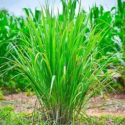 GROMAX Lemon Grass Seeds - Organic F1 Hybrid, High Germination, Lemon Grass for Herbal Tea, Plant Seeds -30 Seeds-picture-30
