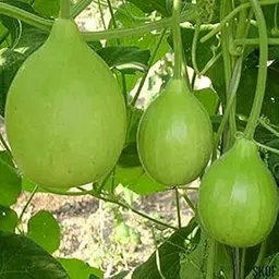 GARDENIFY INDIA GOL GHIYA SEEDS (50 SEEDS/PACKET)-picture-10