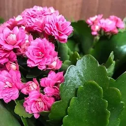 PlantaZee Live Kalanchoe Indoor Plant with Colourful Flowers Double Succulent Plants in Beautiful Pot (Pack of 1) (pink)-image-0