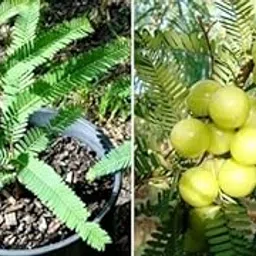 NASALUKAS Bhumi Amla Plant Gooseberry Live Plant Amloki Original Variety Indian Gooseberry Fruit Tree Plant-picture-22