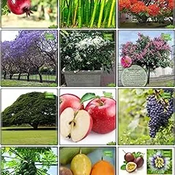 Creative Farmer Quality Seeds Combo Fruit & Fruit : Apple, Grape, Papaya, Passion Fruit - Yellow, Passion Fruit - Violet, Gaint Bamboo, Blue Jacaranda, Delonix Regia, Orange Jessamine, Pride Of India, Coco Tamarind, Pomagranate Kitchen Garden Pack-picture-25