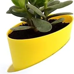 Crassula Ovata Jade Live Plant (Kuberakshi Crassula) | Cultivating Crassula Ovata for Success | Vastu Plant With Self Watering Pot | Ideal For Bedroom, Kitchen, Living Room, Dining Table, Office Desk-picture-39
