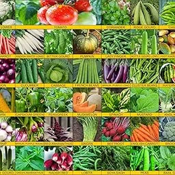 Agrey 40 Varieties of Vegetable Seeds 2600+ High Germination Seeds For Your Garden With Instruction Manual-picture-20